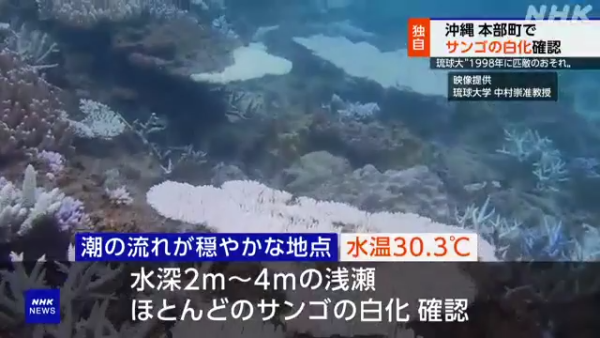 沖繩大量珊瑚白化死亡！畫面曝光慘不忍睹 