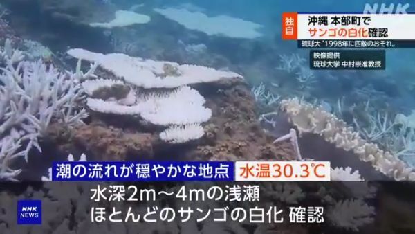 沖繩大量珊瑚白化死亡！畫面曝光慘不忍睹 