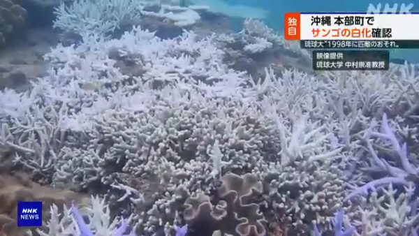 沖繩大量珊瑚白化死亡！畫面曝光慘不忍睹 