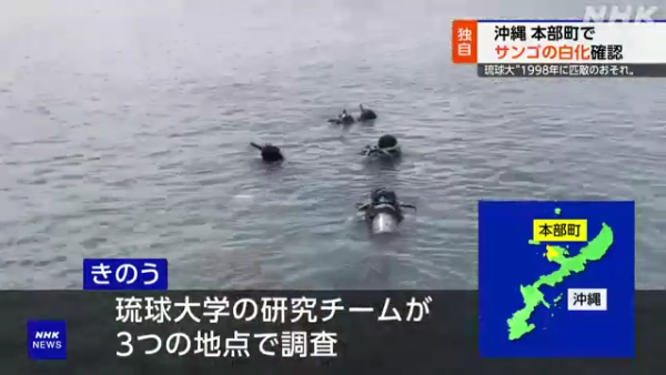 沖繩大量珊瑚白化死亡！畫面曝光慘不忍睹 