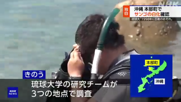 沖繩大量珊瑚白化死亡！畫面曝光慘不忍睹 