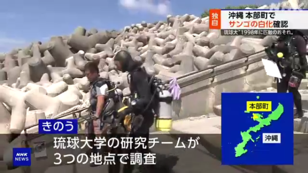 沖繩大量珊瑚白化死亡！畫面曝光慘不忍睹 