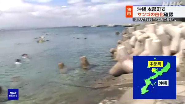 沖繩大量珊瑚白化死亡！畫面曝光慘不忍睹 