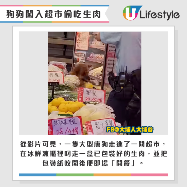 大埔有走失狗狗走入一間超市偷食凍肉。來源：Facebook@大埔人大埔谷