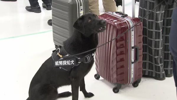 千葉縣成田機場引入「紙幣探知犬」。（網上圖片）