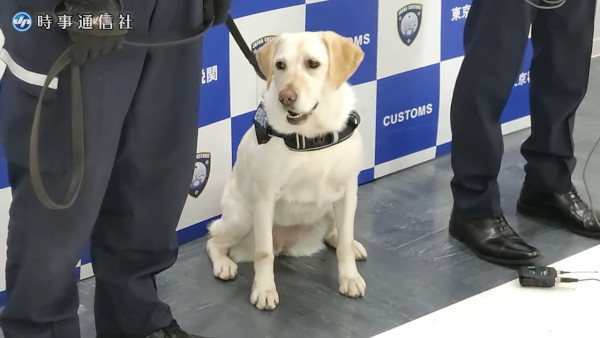 千葉縣成田機場引入「紙幣探知犬」。（網上圖片）