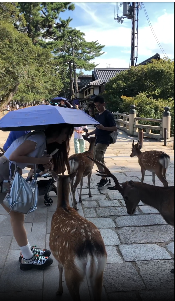 台妹用1物收服40隻奈良鹿！無需鹿餅也自願排隊鞠躬