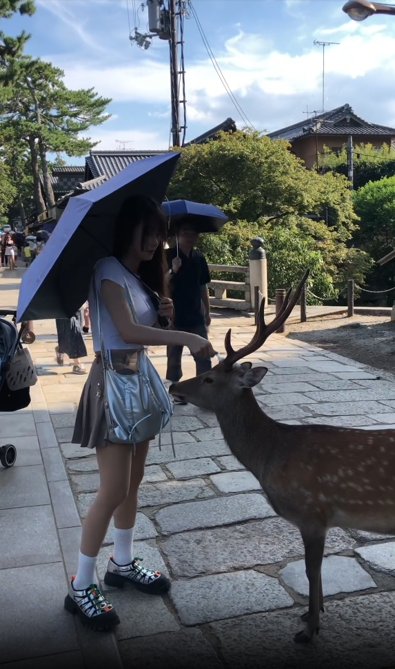 台妹用1物收服40隻奈良鹿！無需鹿餅也自願排隊鞠躬