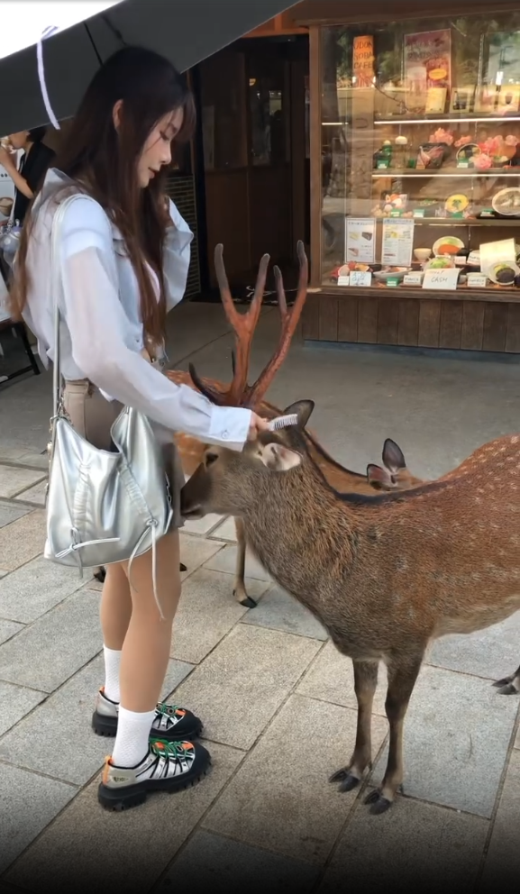 台妹用1物收服40隻奈良鹿！無需鹿餅也自願排隊鞠躬