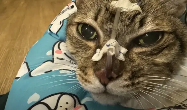 台灣爆寵物食品安全風波！3個月內爆164起家貓患低血鉀症 