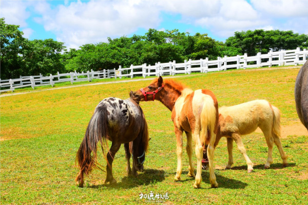 台灣親子遊景點 初鹿牧場(圖片來源:Facebook@初鹿牧場) 台灣親子遊景點 初鹿牧場(圖片來源:Facebook@初鹿牧場)