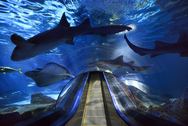 台灣親子遊景點 遠雄海洋公園(圖片來源:遠雄海洋公園) 台灣親子遊景點 遠雄海洋公園(圖片來源:遠雄海洋公園)