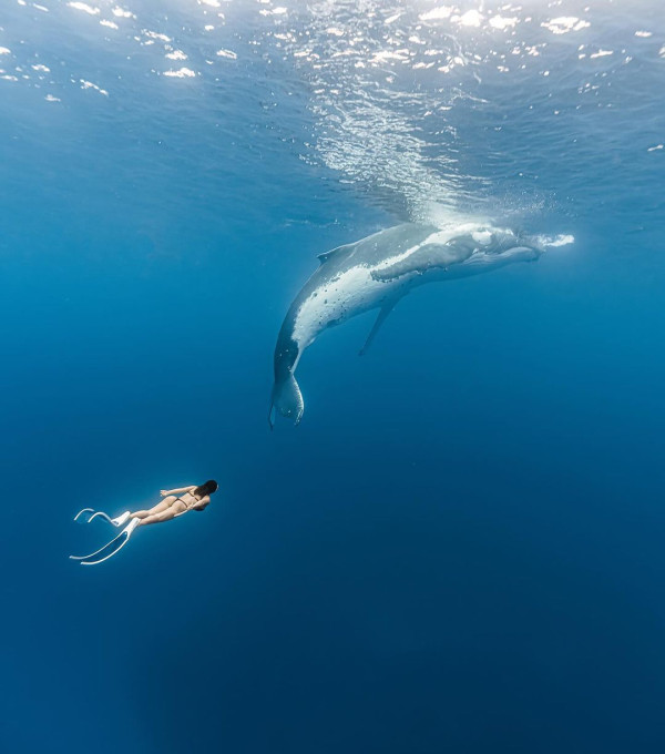 前TVB咪神出海曬泳照身材「走樣」 離巢後轉行做潛水教練 外地帶團睇鯨魚 