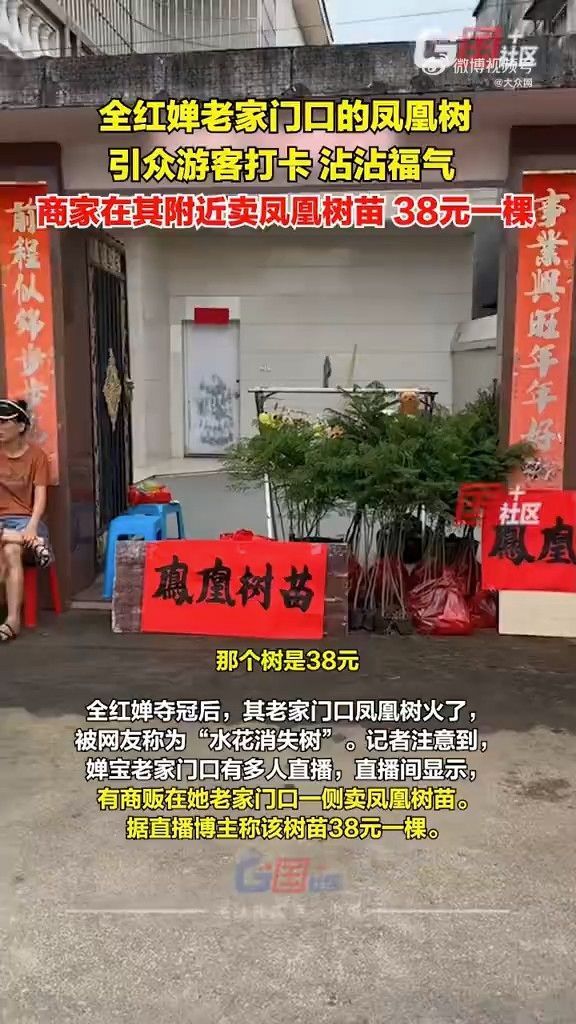 有人在現場售賣鳳凰樹苗，一株38人民幣。（網上圖片）