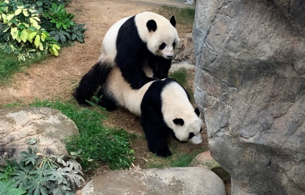  海洋公園大熊貓BB最新相片一覽 家姐細佬得意近況曝光