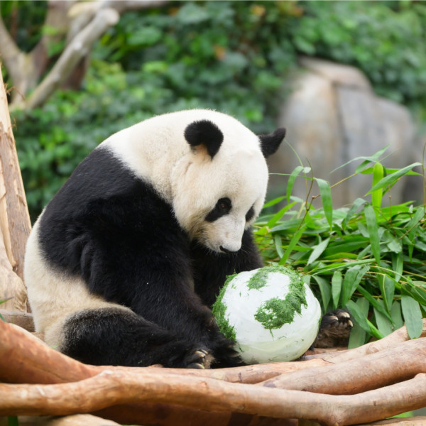 海洋公園樂樂盈盈喜迎雙胞胎熊貓B 湯盈盈狂收恭賀：搞到我都想生