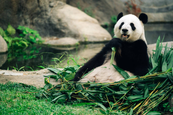 海洋公園樂樂盈盈喜迎雙胞胎熊貓B 湯盈盈狂收恭賀：搞到我都想生