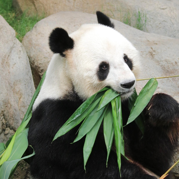 海洋公園樂樂盈盈喜迎雙胞胎熊貓B 湯盈盈狂收恭賀：搞到我都想生