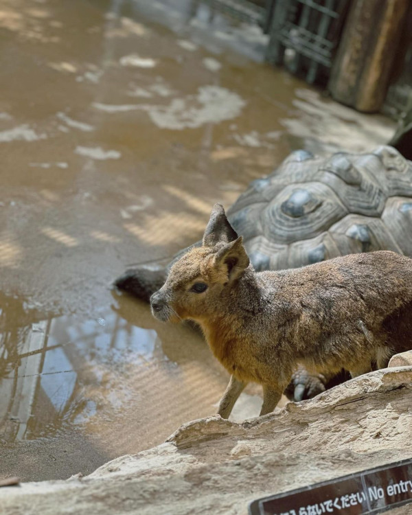 黃心妙遊大阪網紅Cafe瘋狂打卡 疑真空上陣自拍畫面震撼 