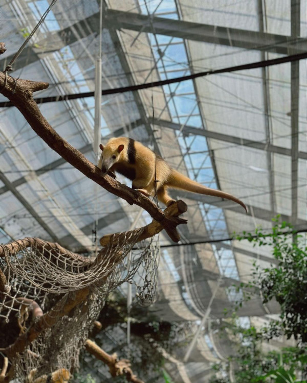 黃心妙遊大阪網紅Cafe瘋狂打卡 疑真空上陣自拍畫面震撼 