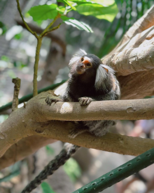黃心妙遊大阪網紅Cafe瘋狂打卡 疑真空上陣自拍畫面震撼 