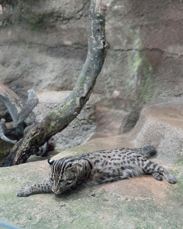 黃心妙遊大阪網紅Cafe瘋狂打卡 疑真空上陣自拍畫面震撼 