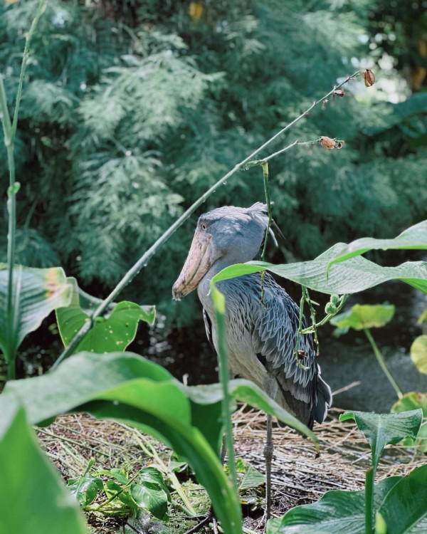 黃心妙遊大阪網紅Cafe瘋狂打卡 疑真空上陣自拍畫面震撼 