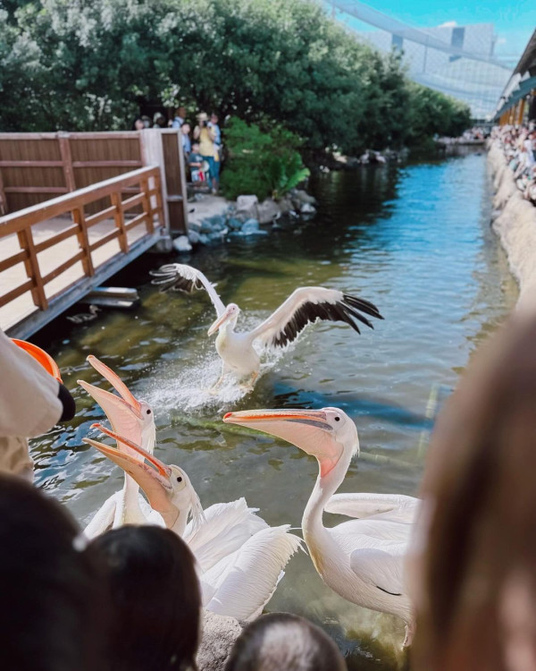 黃心妙遊大阪網紅Cafe瘋狂打卡 疑真空上陣自拍畫面震撼 