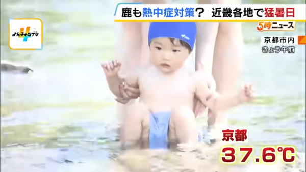 日本奈良鹿聚集噴霧附近避暑！遊客打卡大讚聰明！ 