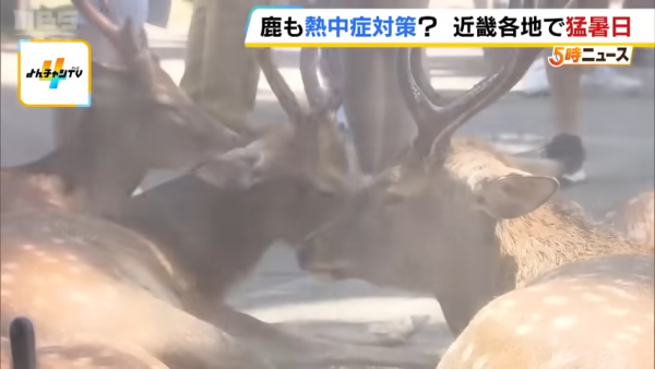 日本奈良鹿聚集噴霧附近避暑！遊客打卡大讚聰明！ 