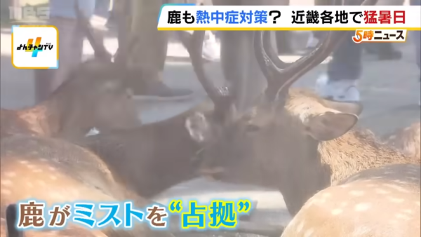 日本奈良鹿聚集噴霧附近避暑！遊客打卡大讚聰明！ 