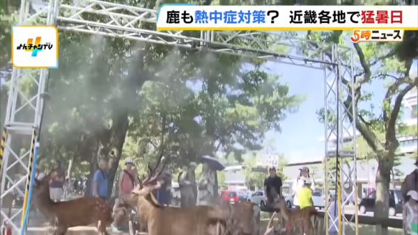 日本奈良鹿聚集噴霧附近避暑！遊客打卡大讚聰明！ 