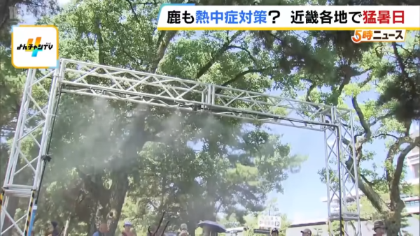 日本奈良鹿聚集噴霧附近避暑！遊客打卡大讚聰明！ 