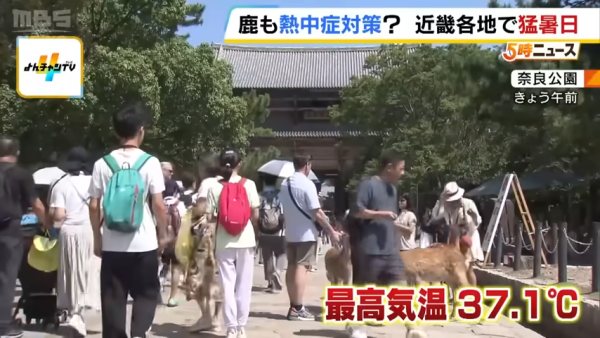 日本奈良鹿聚集噴霧附近避暑！遊客打卡大讚聰明！ 
