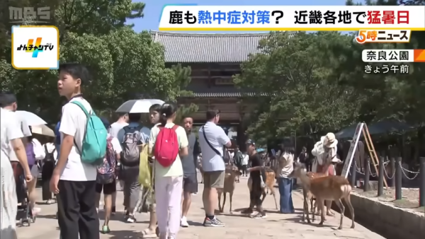 日本奈良鹿聚集噴霧附近避暑！遊客打卡大讚聰明！ 