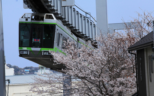 湘南單軌電車（圖片︰kamakura-enoshima-monorail.jp）