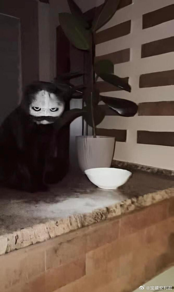 烏龍主人麵粉隨便放 黑貓驚變「厲鬼臉」!網友:農曆七月見到真的會嚇死