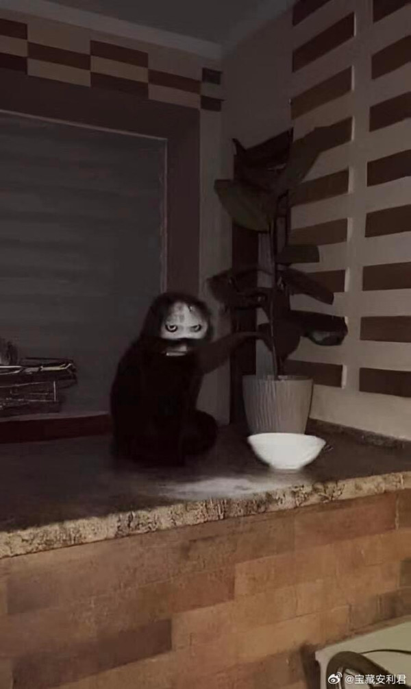 烏龍主人麵粉隨便放 黑貓驚變「厲鬼臉」!網友:農曆七月見到真的會嚇死