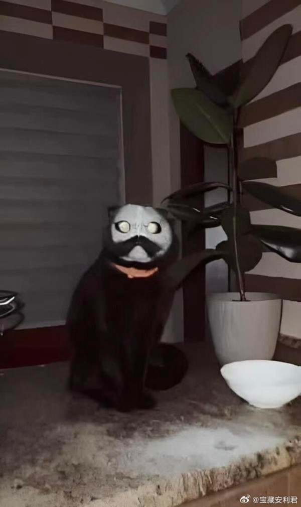烏龍主人麵粉隨便放 黑貓驚變「厲鬼臉」!網友:農曆七月見到真的會嚇死