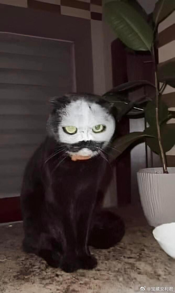 烏龍主人麵粉隨便放 黑貓驚變「厲鬼臉」!網友:農曆七月見到真的會嚇死