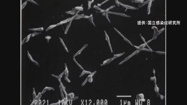 遊日注意！日本東京梅毒病例創新高！4階段症狀！附專家3大預防建議 