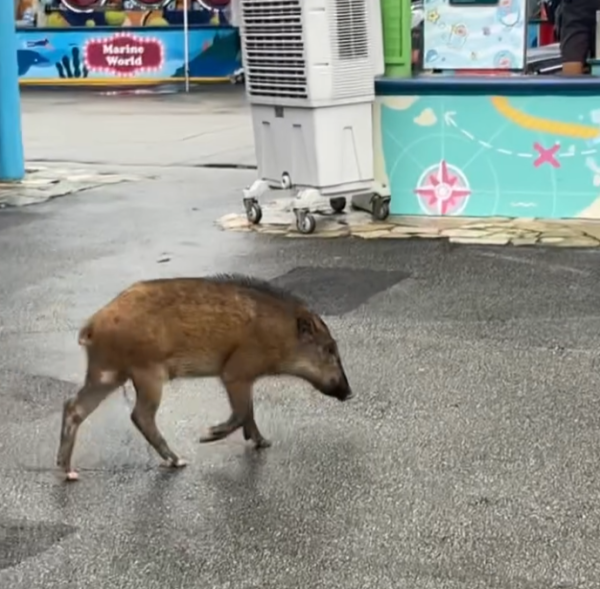 海洋公園驚現野豬