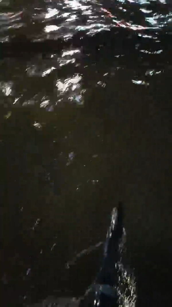 多圖！日本關西暴雨成災多處成水舞間！京都街道現坑渠噴泉 