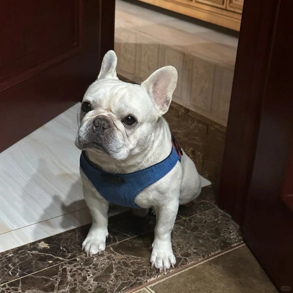 內地女航空托運寵物犬獲「保證安全」 未料收噩耗 揭發真相惹網民震怒 