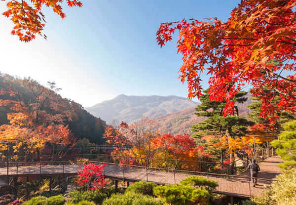 近郊賞楓景點 和談林(圖片來源:韓國觀光公社) 近郊賞楓景點 和談林(圖片來源:韓國觀光公社)
