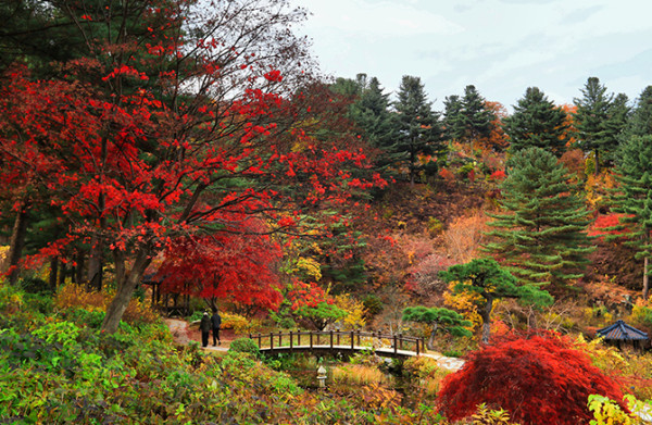 近郊賞楓景點 晨靜樹木園(圖片來源:晨靜樹木園官網) 近郊賞楓景點 晨靜樹木園(圖片來源:晨靜樹木園官網)