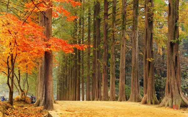 近郊賞楓景點 南怡島(圖片來源:韓國觀光公社) 近郊賞楓景點 南怡島(圖片來源:韓國觀光公社)