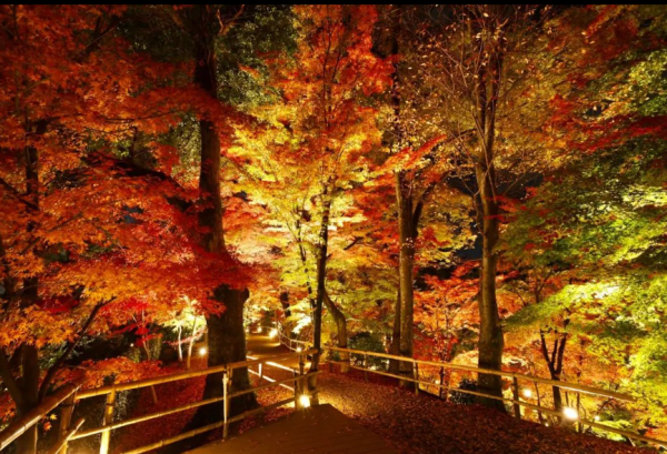 日本紅葉2024