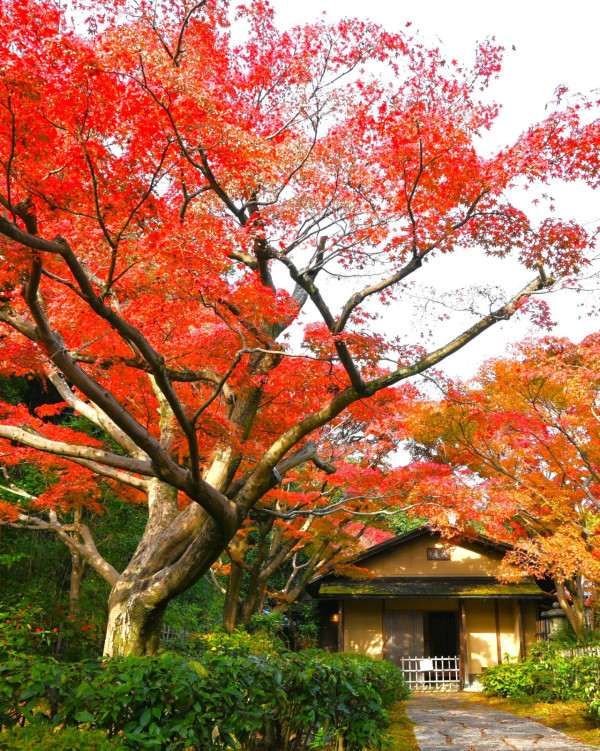 大阪紅葉｜facebook@萬博紀念公園 