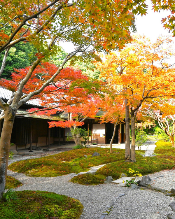 大阪紅葉｜facebook@萬博紀念公園 